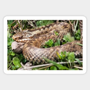 Female Adder digesting and basking Sticker